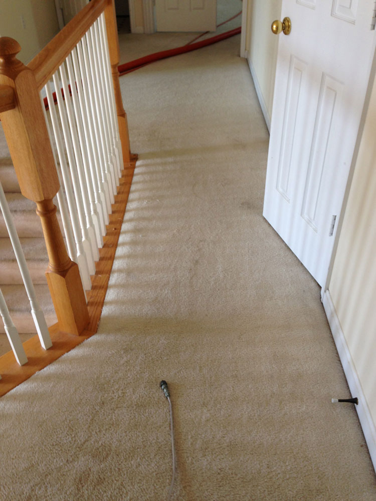 carpet cleaning 3 - Projects
