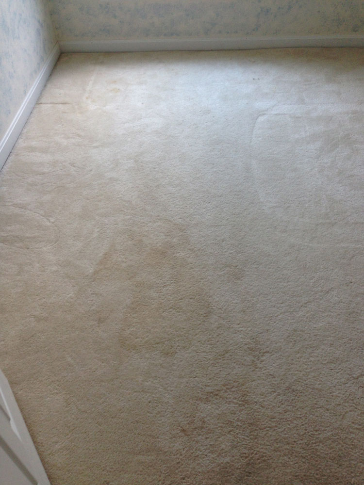 carpet cleaning 4 - Projects