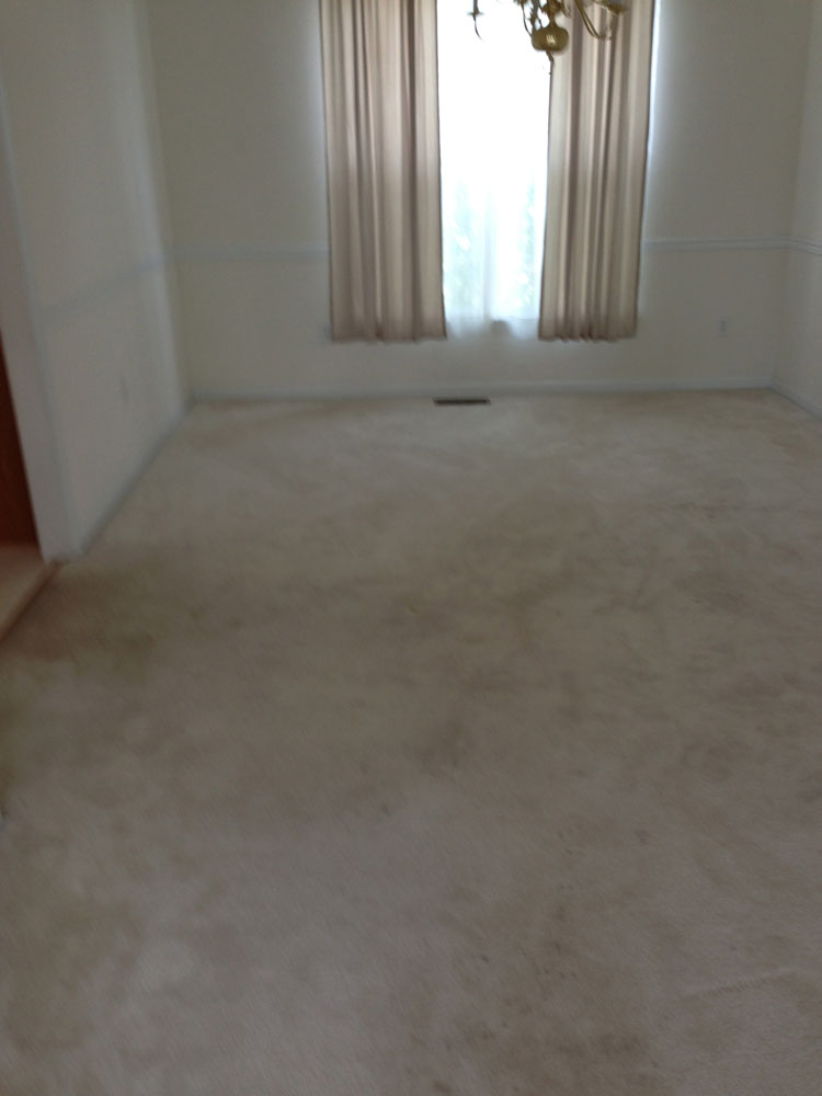 carpet cleaning 9 - Projects