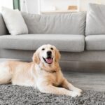 Pet Friendly Carpet Cleaning 150x150 - Blog