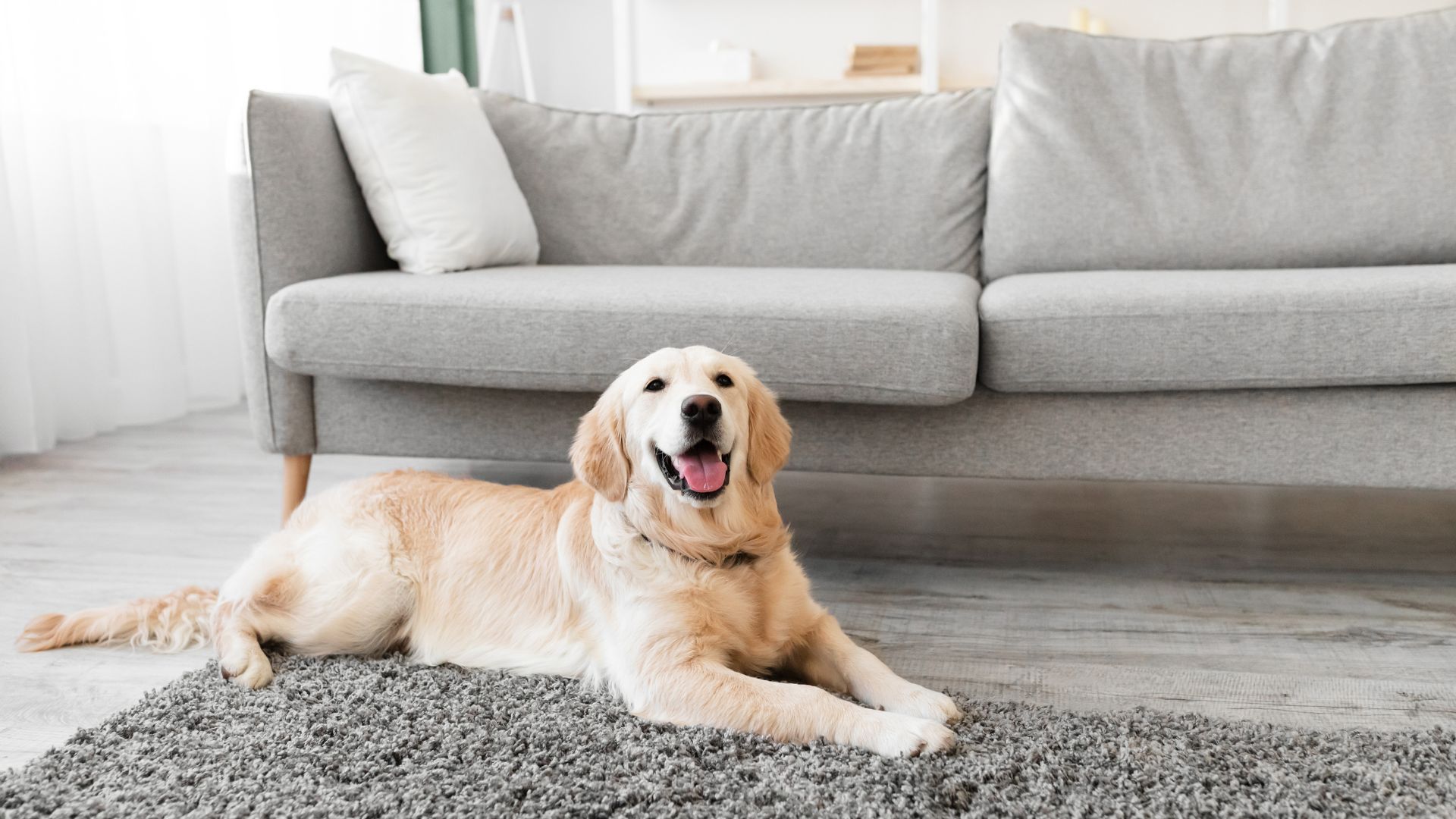 Pet Friendly Carpet Cleaning - Pets and Carpets: The Ultimate Guide to Living with Stains and Odors Without Losing Your Cool (or Your Carpet)